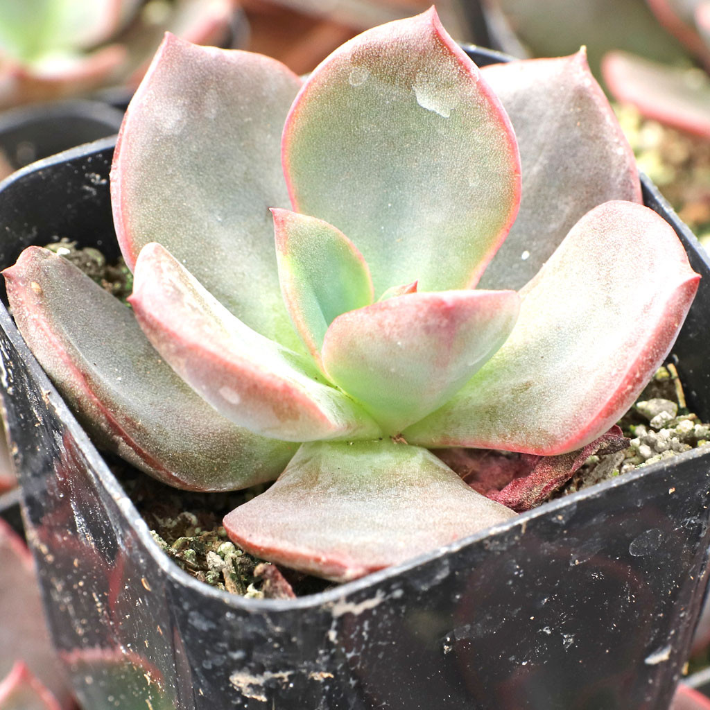 Echeveria 'Hanaikada' - Mountain Crest Gardens