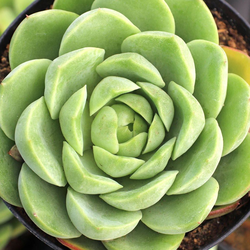 Echeveria 'Lime n' Chile' | Mountain Crest Gardens