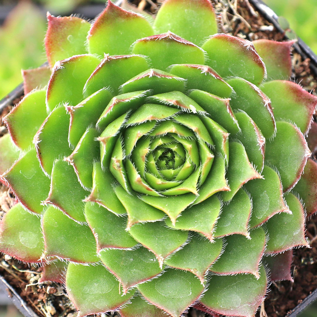 Pacific Opal sempervivum 植物 | 925panda.co.il