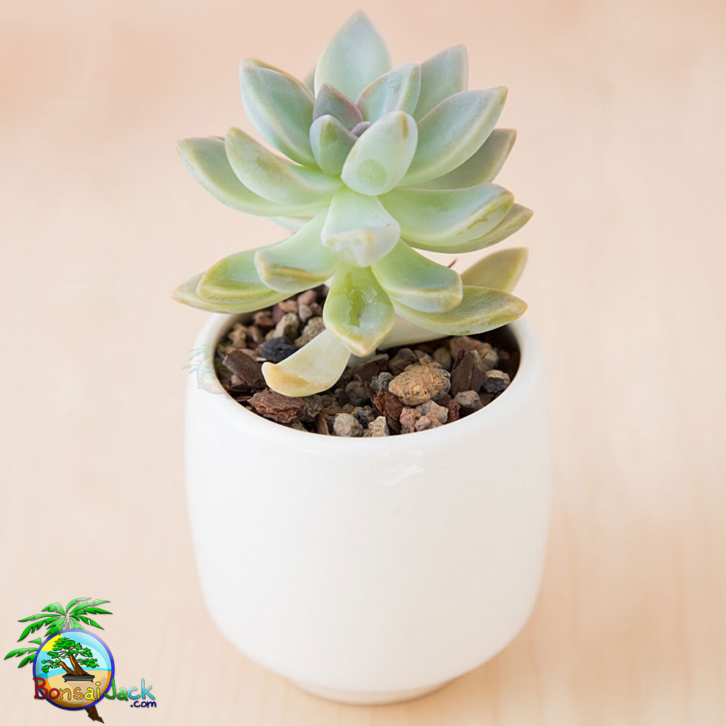 Bonsai Jack® Succulent & Cactus Soil (2 quarts) MCG™