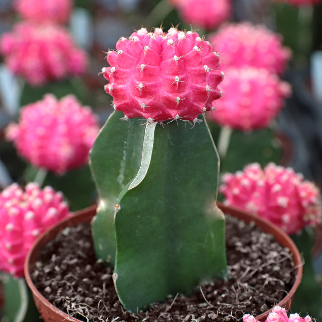 Gymnocalycium mihanovichii - Pink Grafted Moon Cactus | MCG™