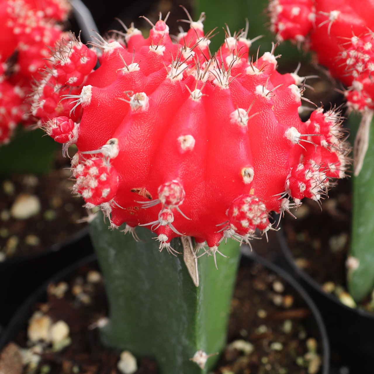 Gymnocalycium mihanovichii - Grafted Moon Cactus [red] | MCG™