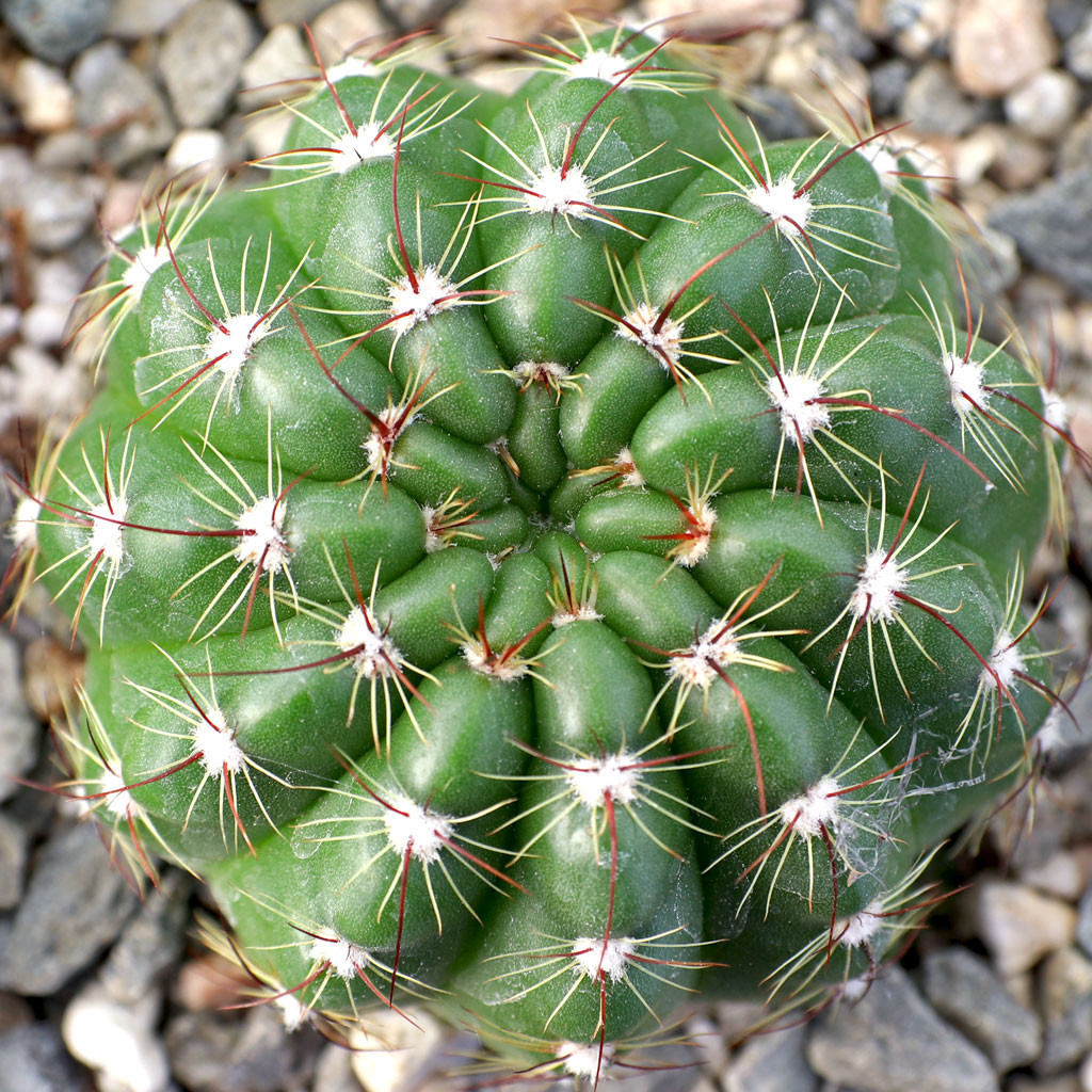 Parodia ottonis 'Militaris' [large] - Mountain Crest Gardens