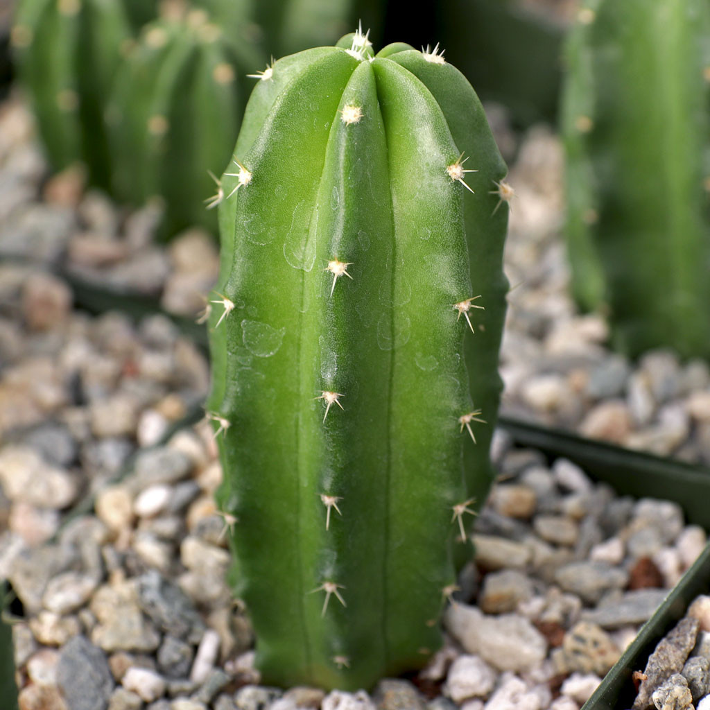 Echinocereus viereckii ssp. morricalii [large] - Mountain Crest Gardens