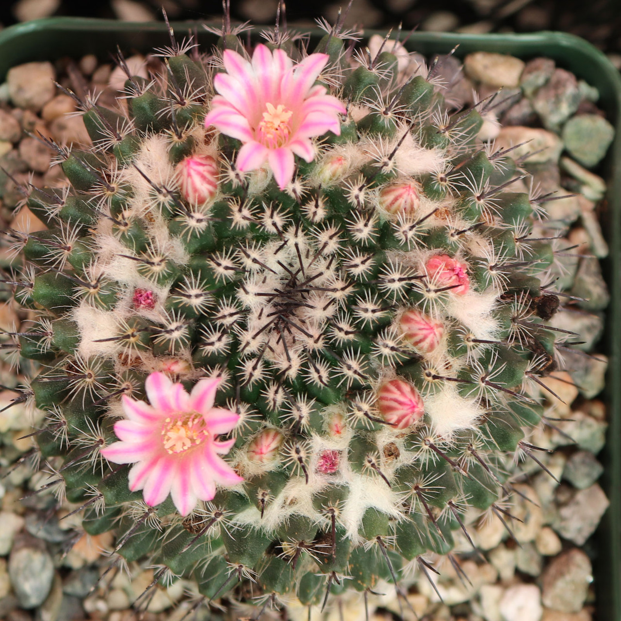 Mammillaria perbella [large] - Mountain Crest Gardens