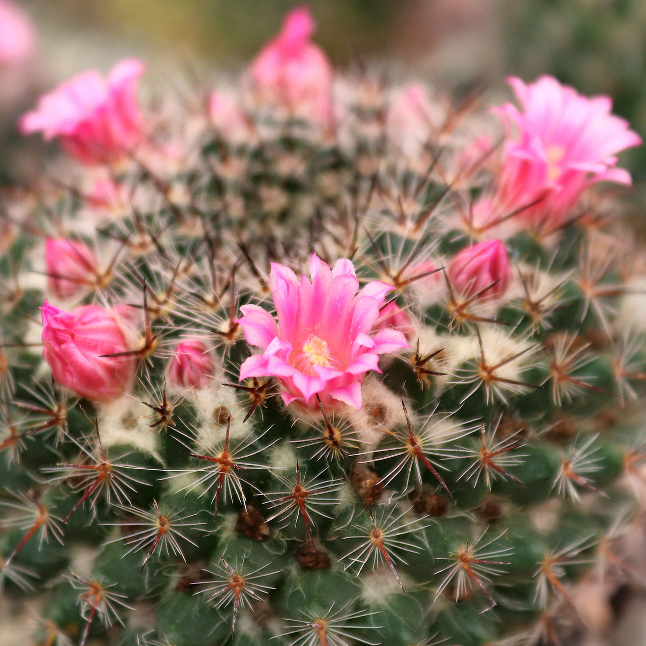 Mammillaria perbella [large] - Mountain Crest Gardens