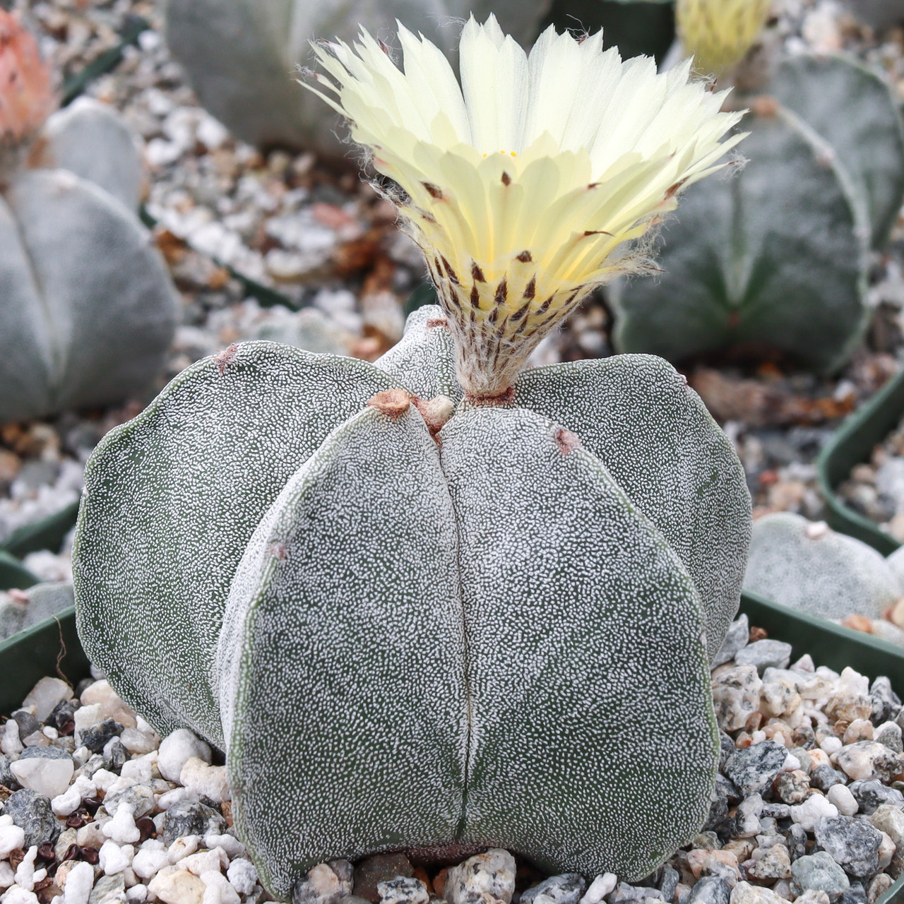 Astrophytum myriostigma - Bishop's Cap [large]