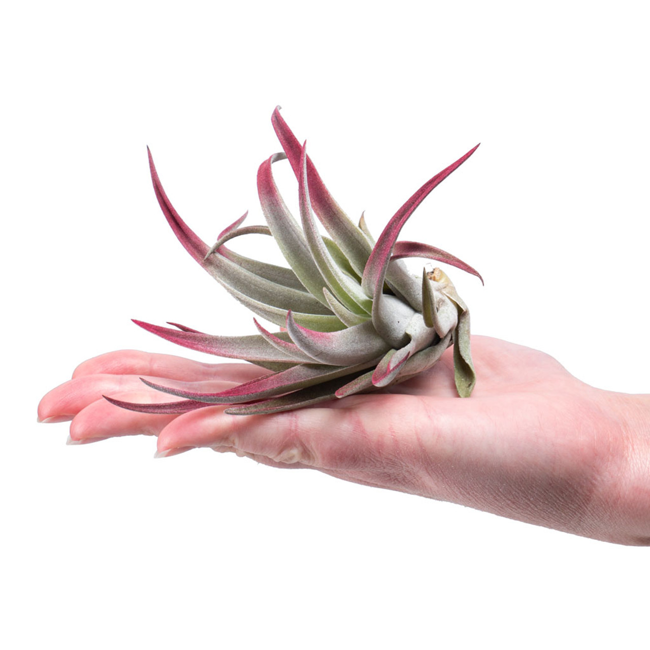 Air Plant - Tillandsia harrisii (burgundy) [5.0-6.0
