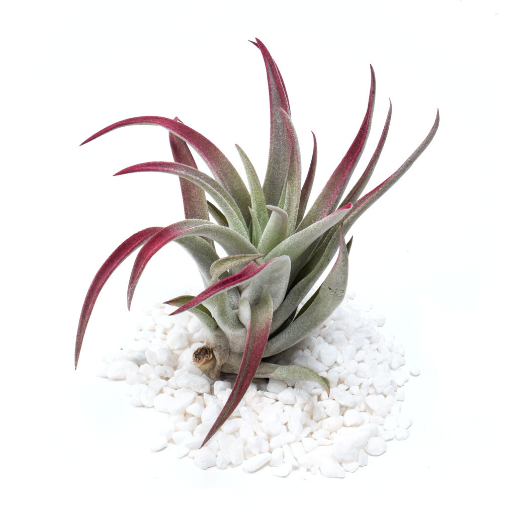 planta de aloe vera Aloe Vera Planta Natural Ecológica. Maceta 15cm. Longitud Mín.Hojas 30 en  Planeta Huerto