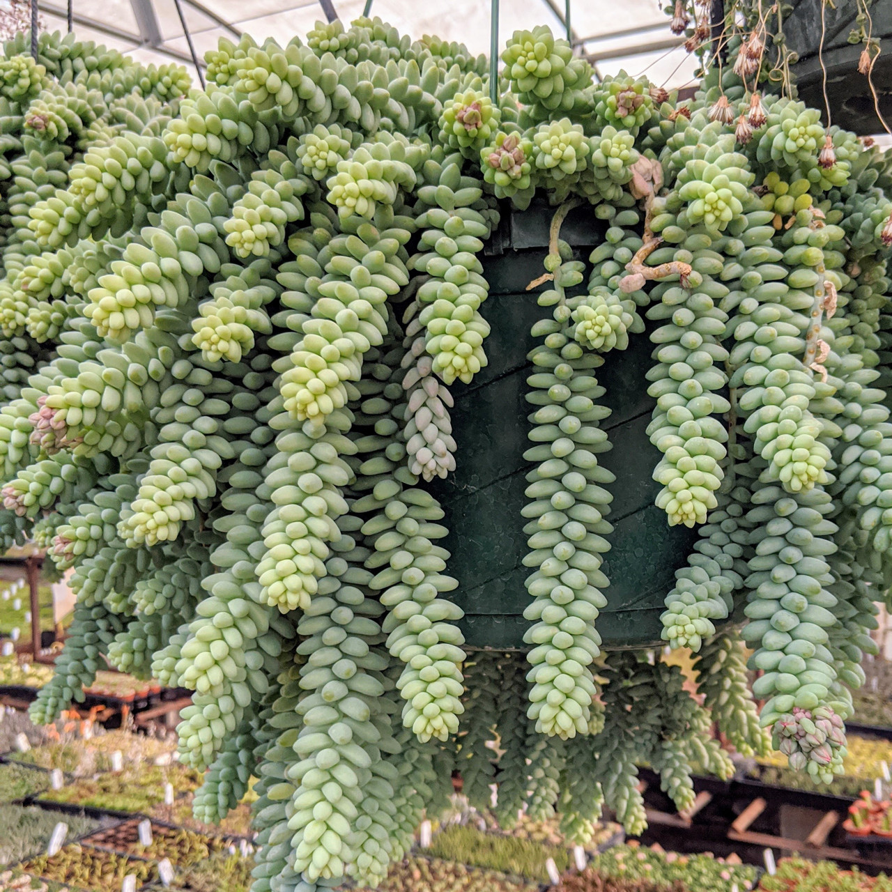 Sedum burrito [large] | MCG