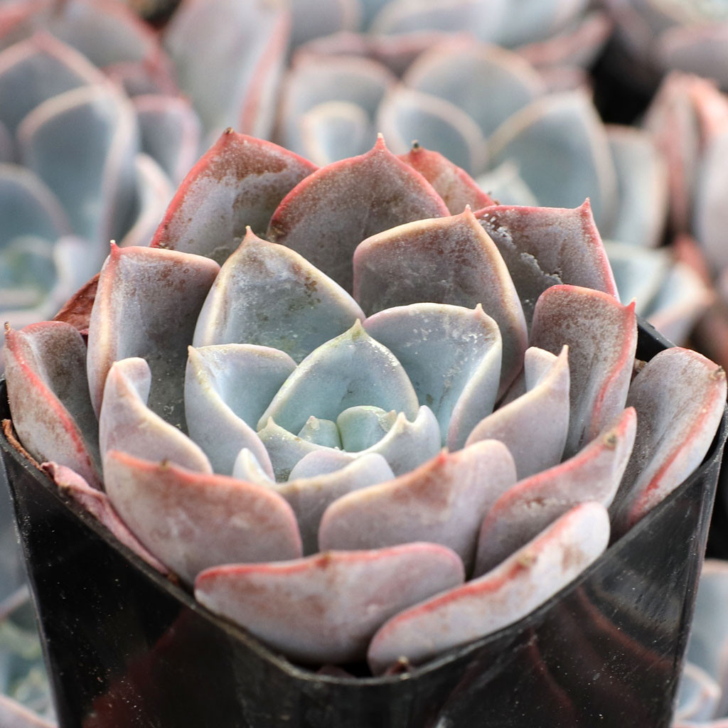 Echeveria 'Byzantine' - Mountain Crest Gardens