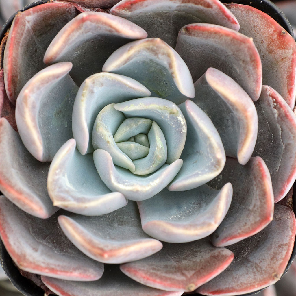 Echeveria 'Byzantine' - Mountain Crest Gardens
