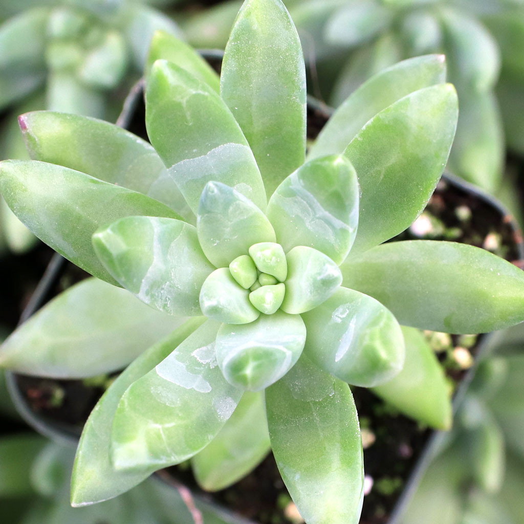 Pachysedum 'Frank Venz' | Mountain Crest Gardens™