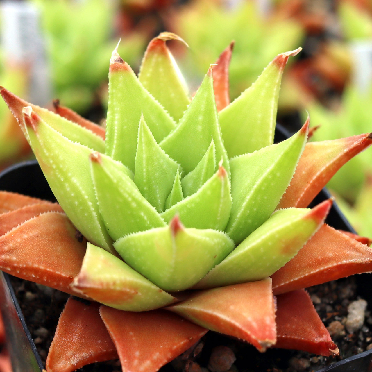 Haworthia 'Manda's Hybrid' - Mountain Crest Gardens