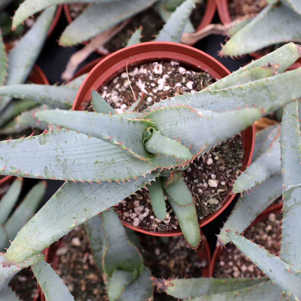 Aloe lineata 'Blue Strap Form' [large] - Mountain Crest Gardens