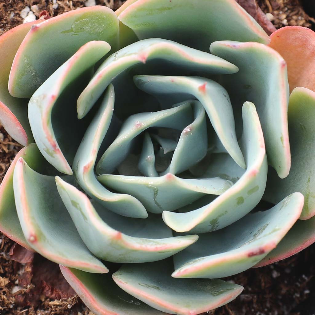 Echeveria 'Blue Alice' | Mountain Crest Gardens™