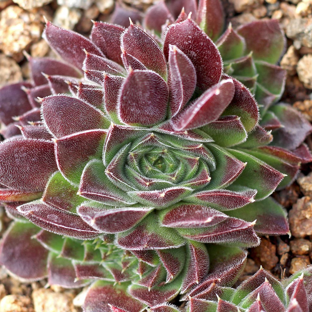 Sempervivum heuffelii 'Burgharis' [exclusive] - Mountain Crest Gardens