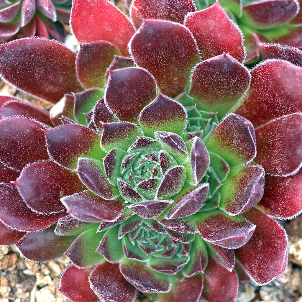 Sempervivum heuffelii 'Burgharis' [exclusive] - Mountain Crest Gardens