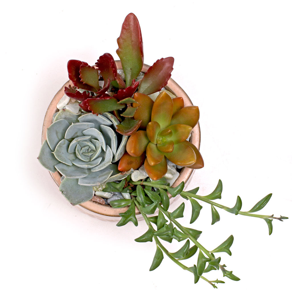 cheap succulents 20 pack 2 inch square Succulents