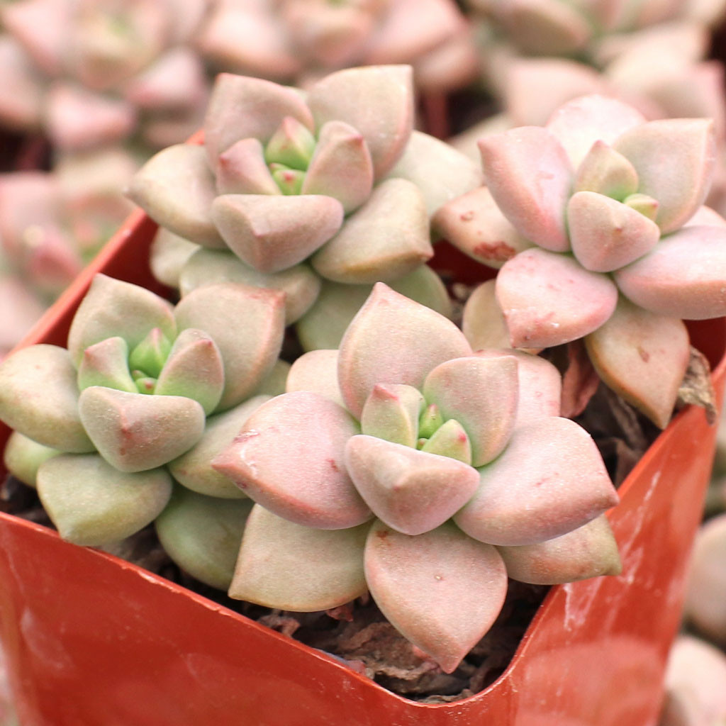 Graptopetalum mendozae | Mountain Crest Gardens