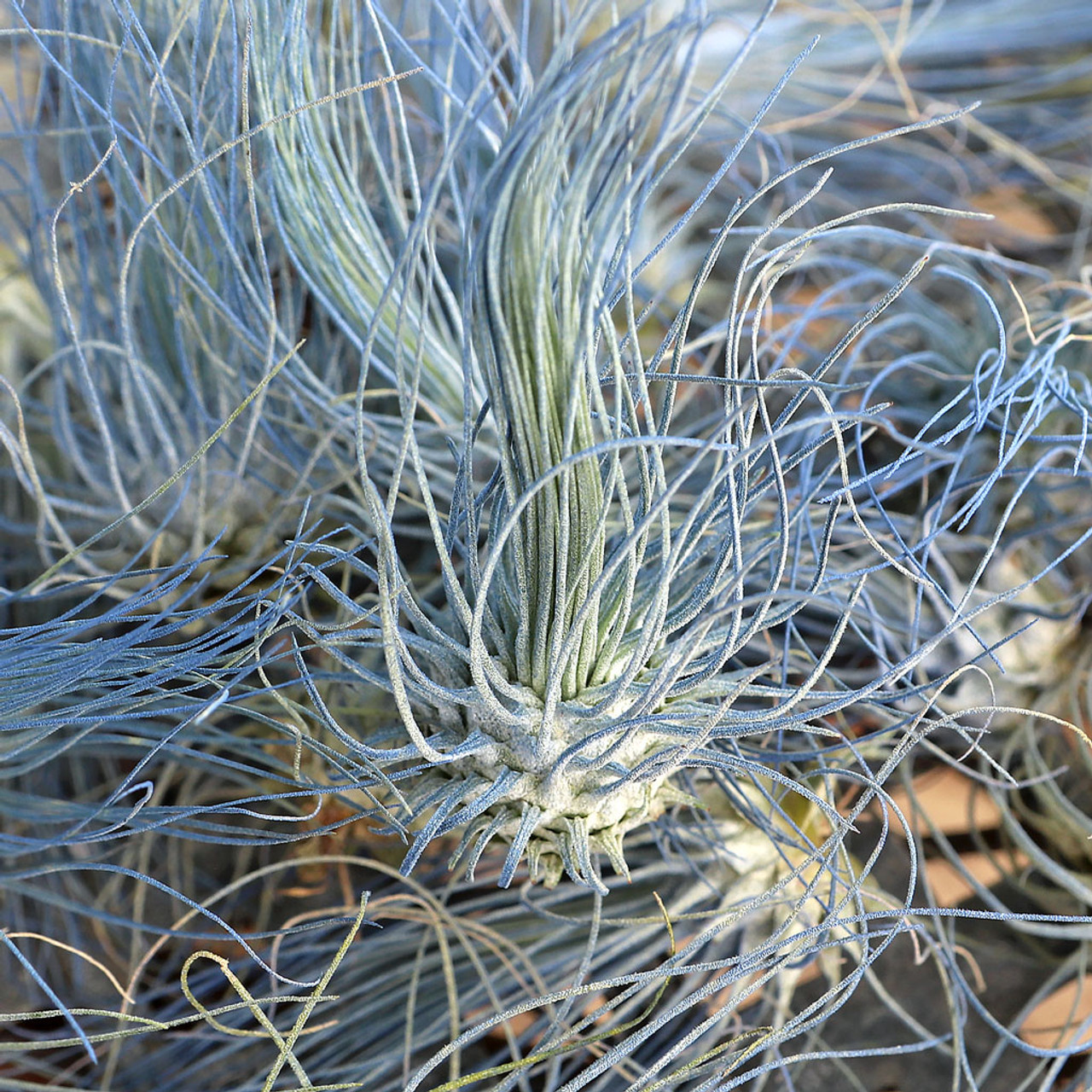 Blå tillandsia