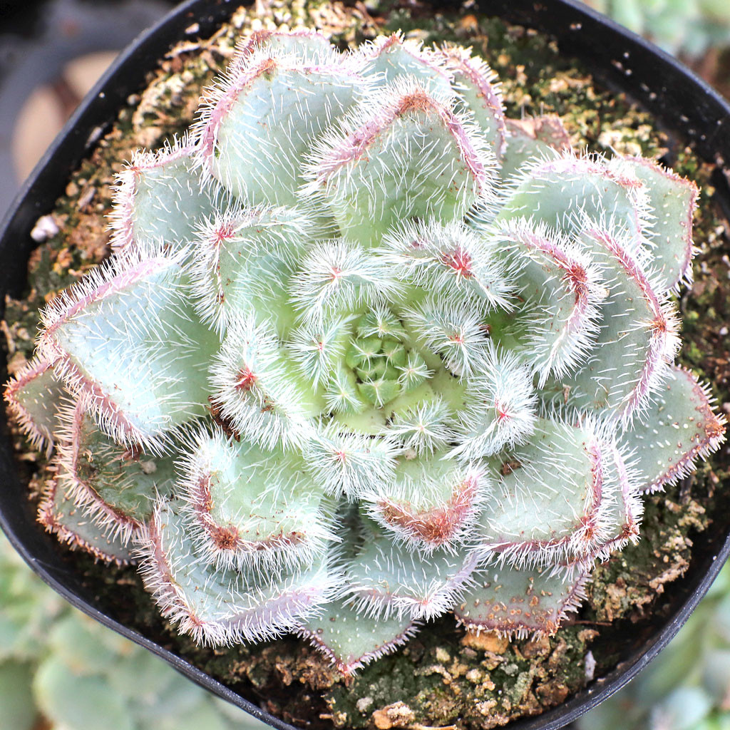 Echeveria setosa var. minor [large] | MCG™