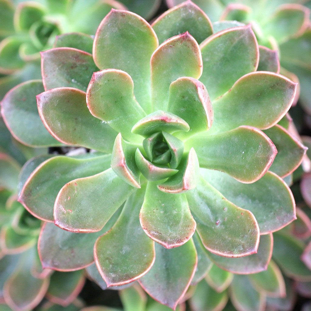 Graptoveria 'Fenix' | Mountain Crest Gardens™