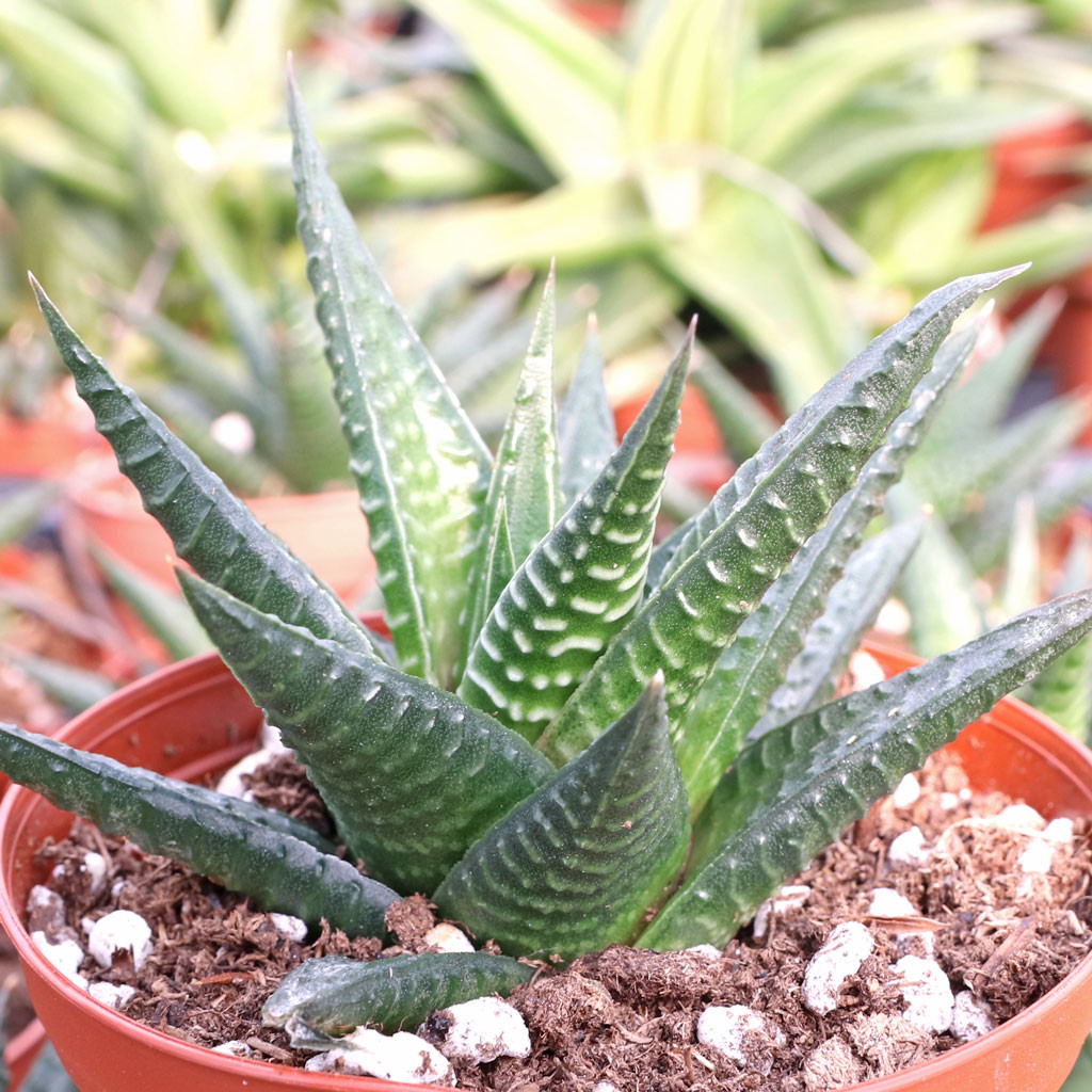 Haworthia limifolia Fairy Washboard [large] MCG™