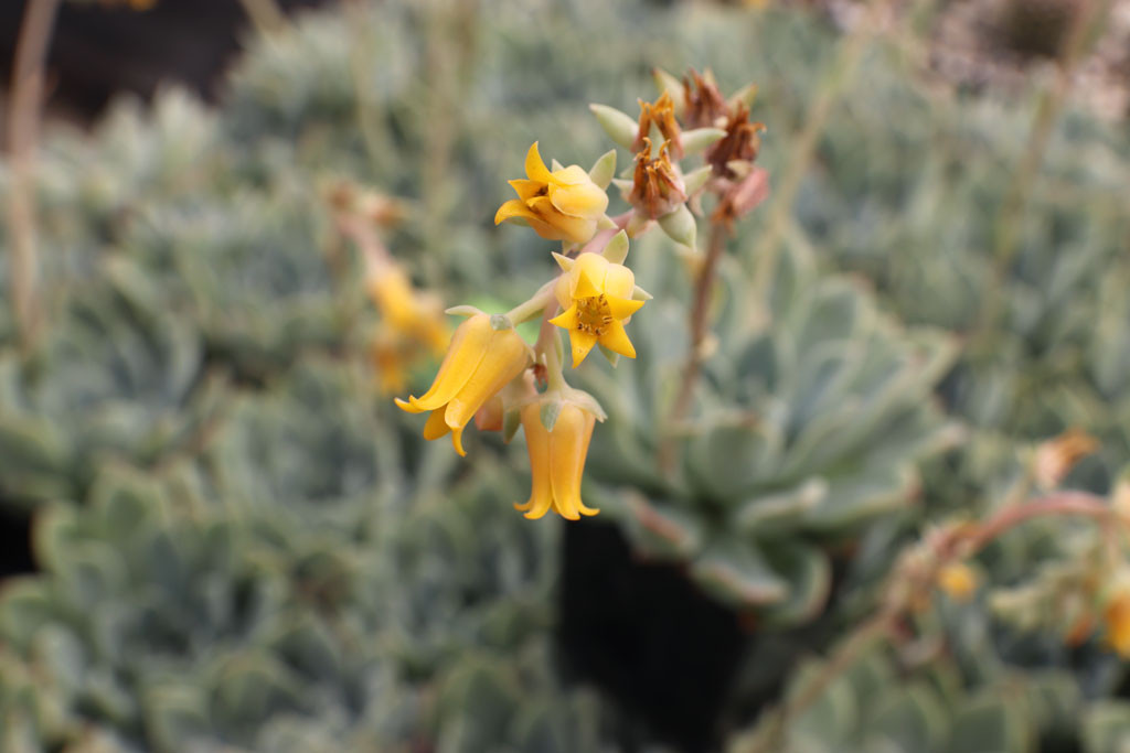 Echeveria 'Alfred' | Mountain Crest Gardens™