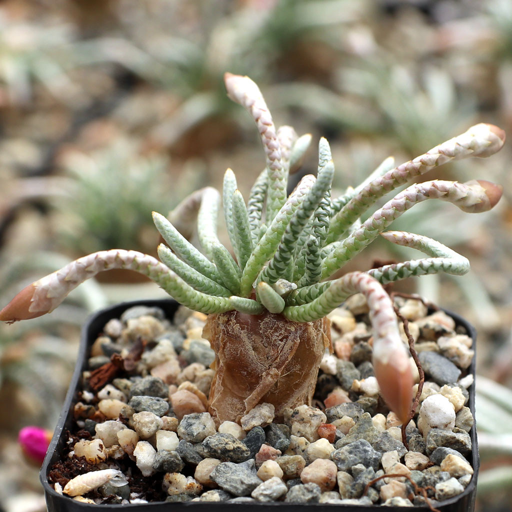 □[Y179]quinaria ssp.alstonii うつぼ錦(赤花) 現地球 当園5年以上
