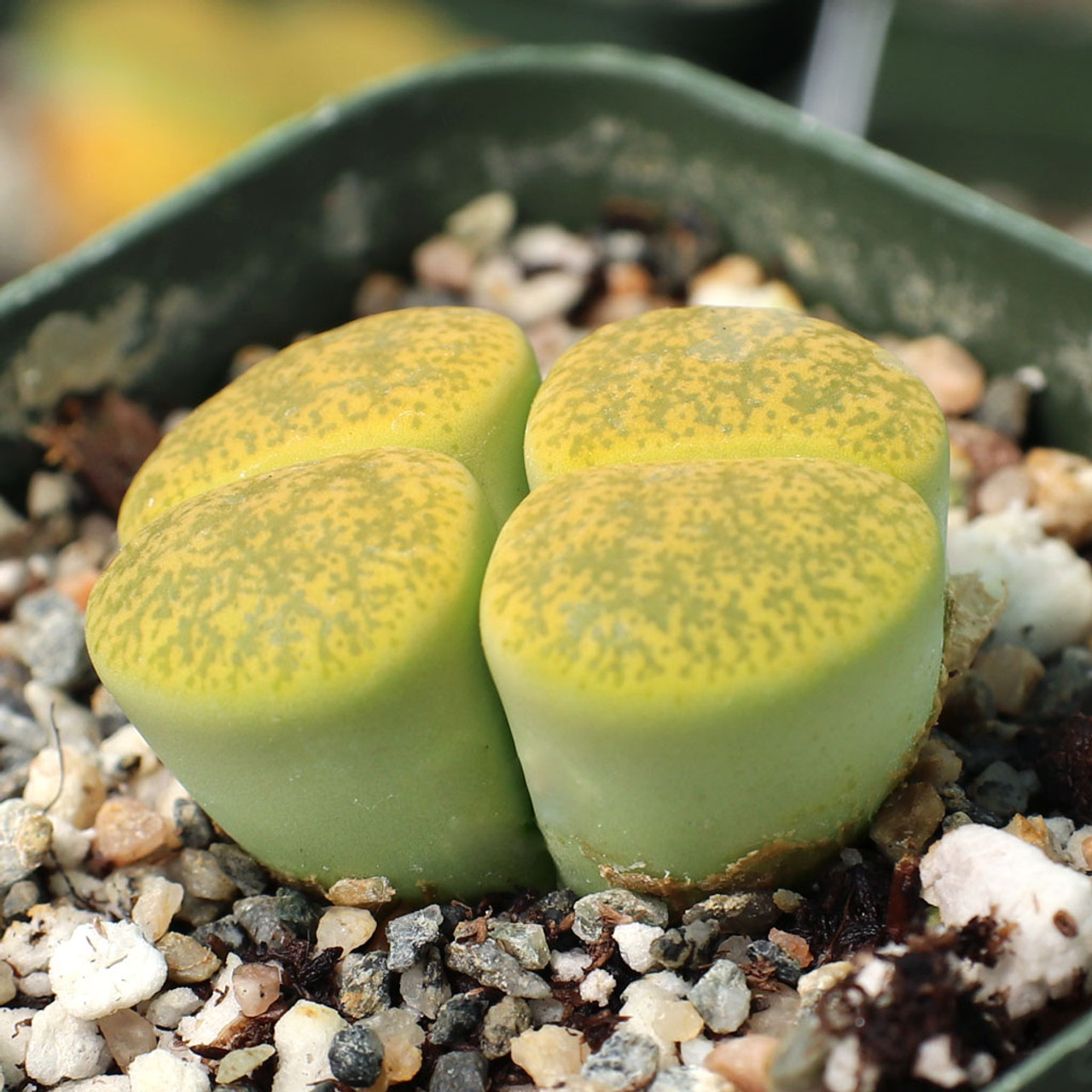 Pleiospilos nelii 'Royal Flush' - Split Rock - Mountain Crest Gardens