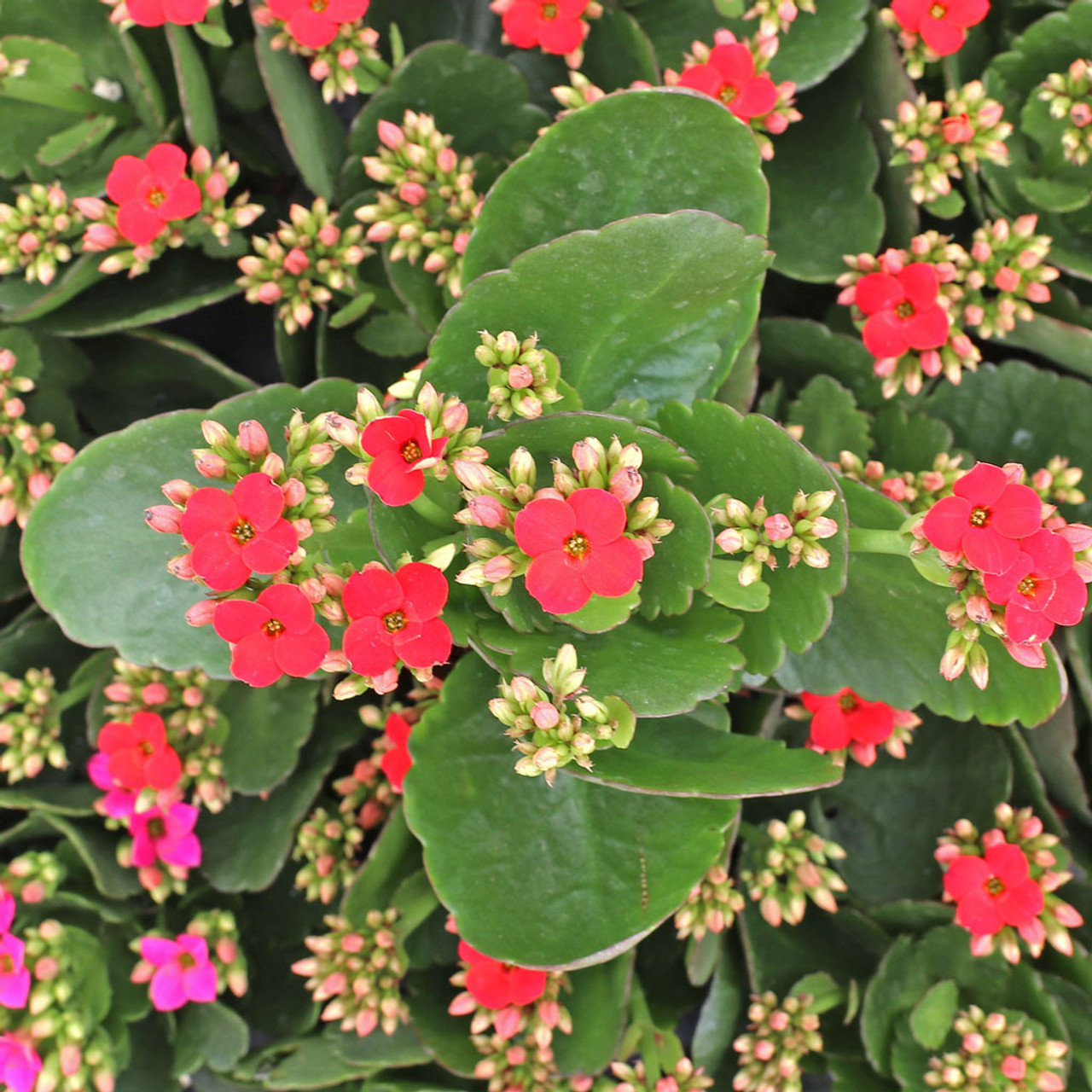 red kalanchoe plant