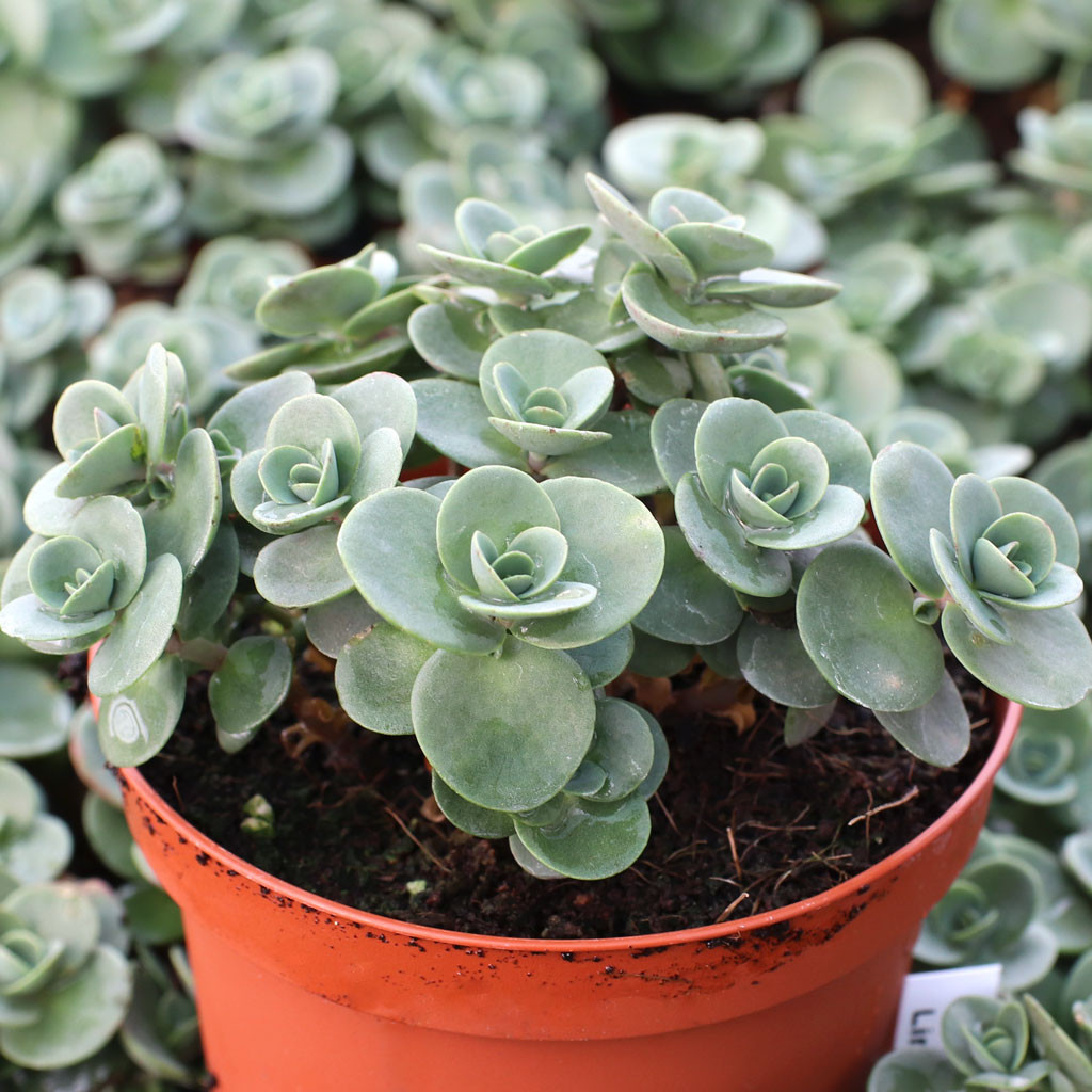 Sedum Sunsparkler® 'Lime Zinger' [large] | MCG™