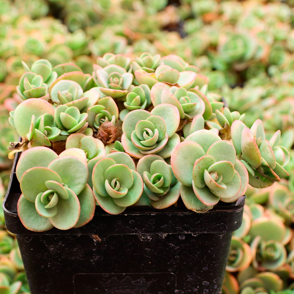 Sedum Sunsparkler® 'Lime Zinger' [large] | MCG™