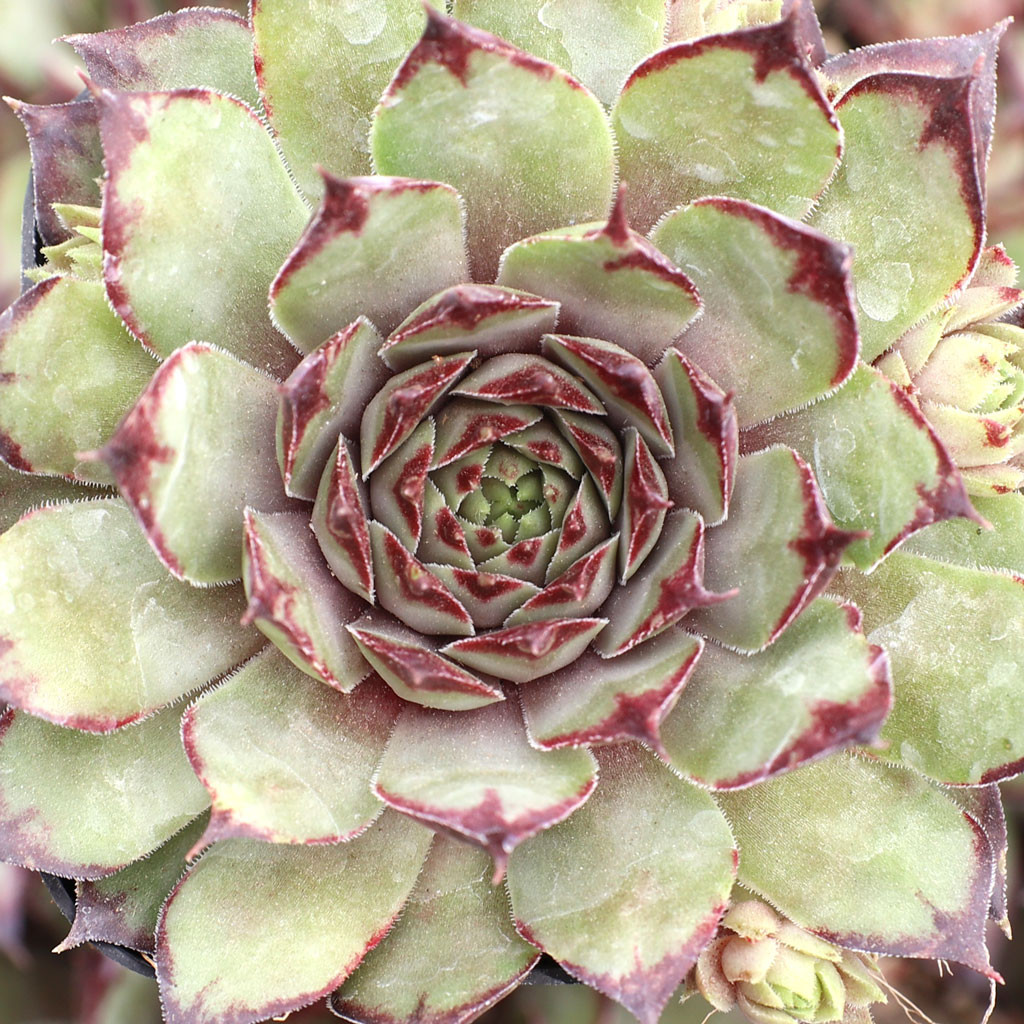 Sempervivum 'CafÃƒÂ©' | Mountain Crest Gardens™