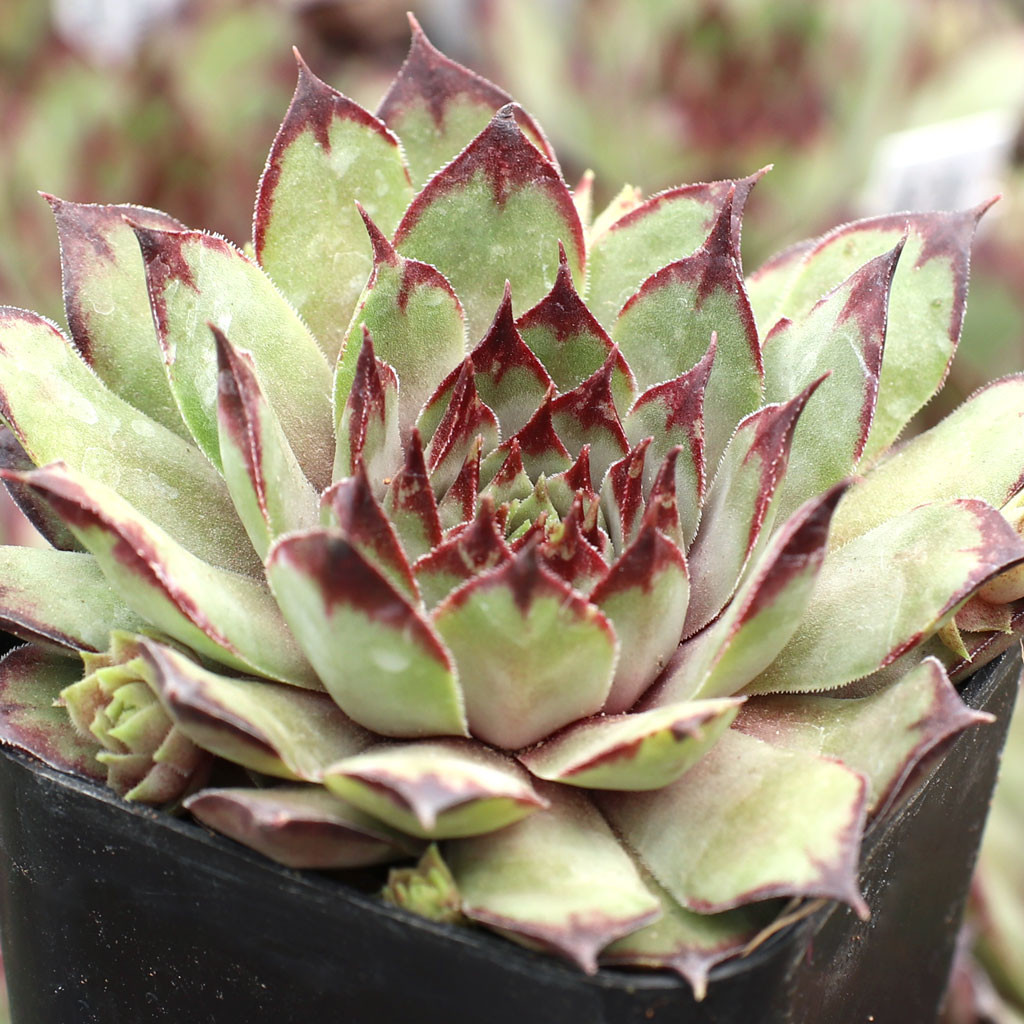 Sempervivum 'CafÃƒÂ©' | Mountain Crest Gardens™