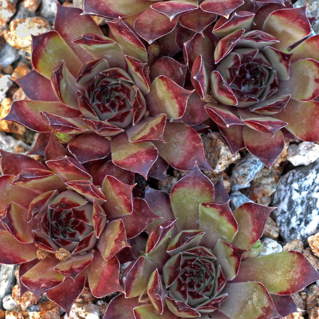 Sempervivum 'CafÃƒÂ©' | Mountain Crest Gardens™