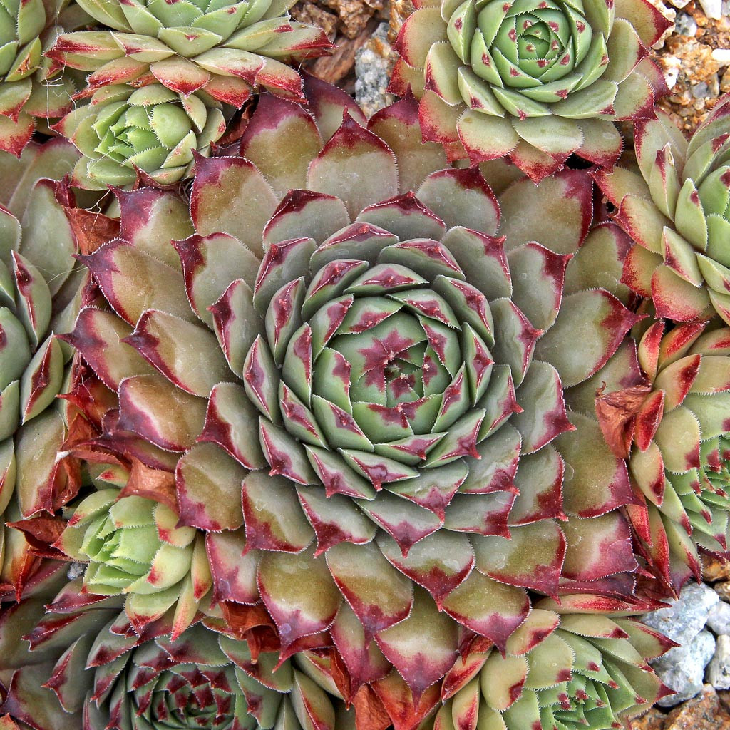 Sempervivum 'CafÃƒÂ©' | Mountain Crest Gardens™