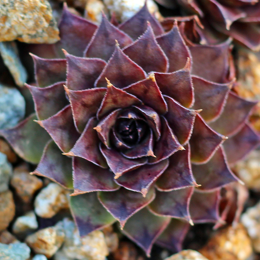 Sempervivum 'CafÃƒÂ©' | Mountain Crest Gardens™