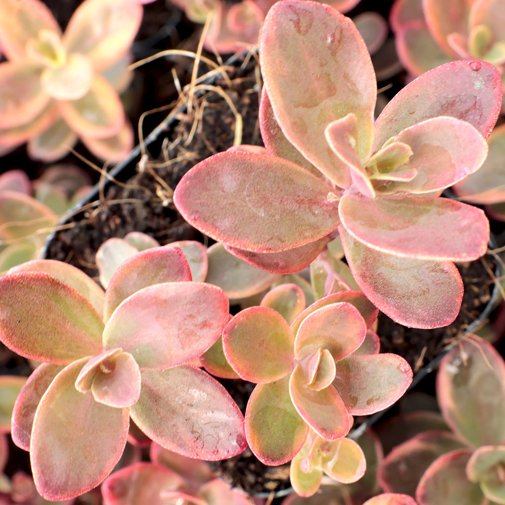 Sedum SunsparklerÃ‚Â® 'Wildfire' [large] [limited] | MCG™