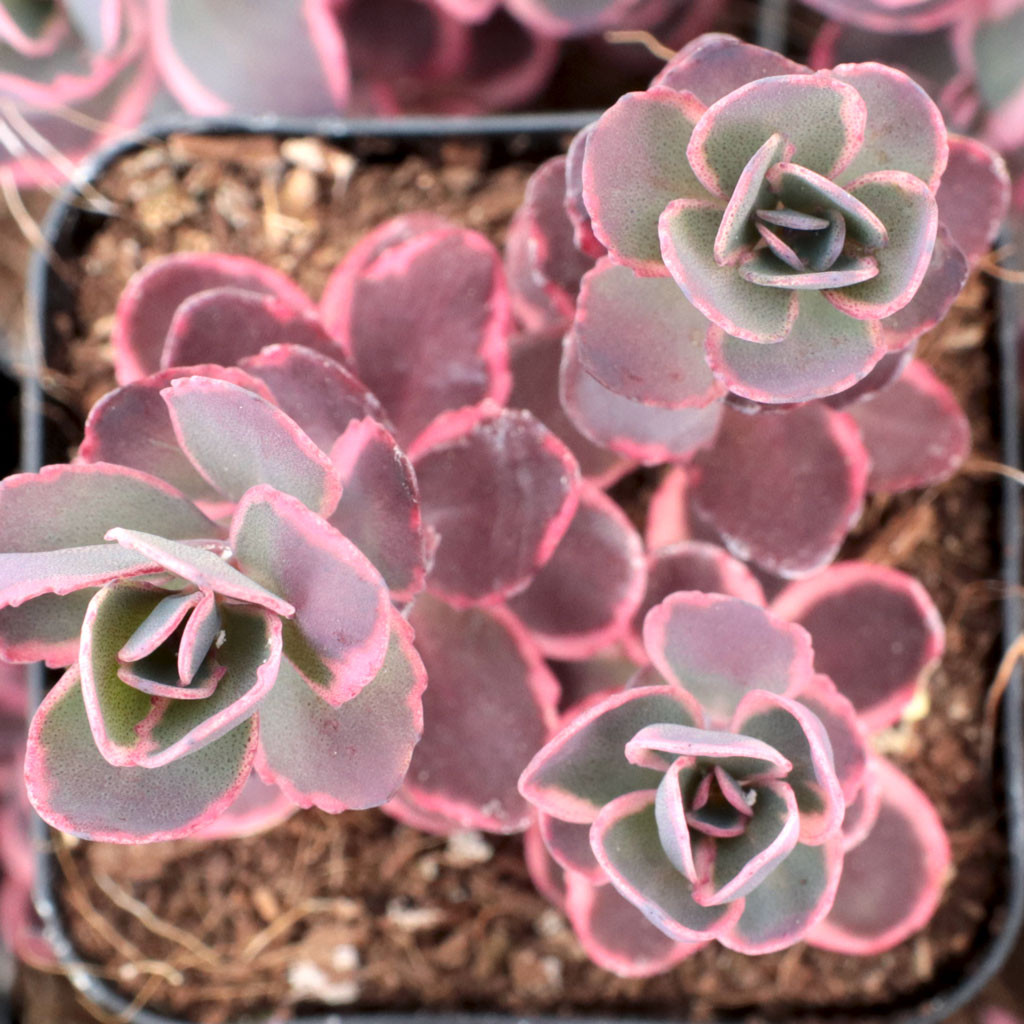 Sedum SunsparklerÃ‚Â® 'Dream Dazzler' [large] | MCG™