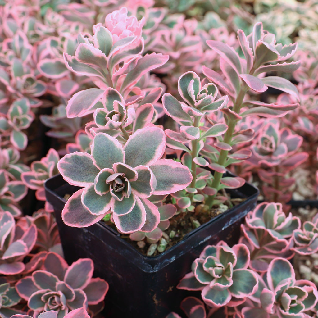 Dream Plants ٩(❛ᴗ❛)۶専用 Sedum SunsparklerÃ‚Â® 'Dream Dazzler' [large] | MCG™
