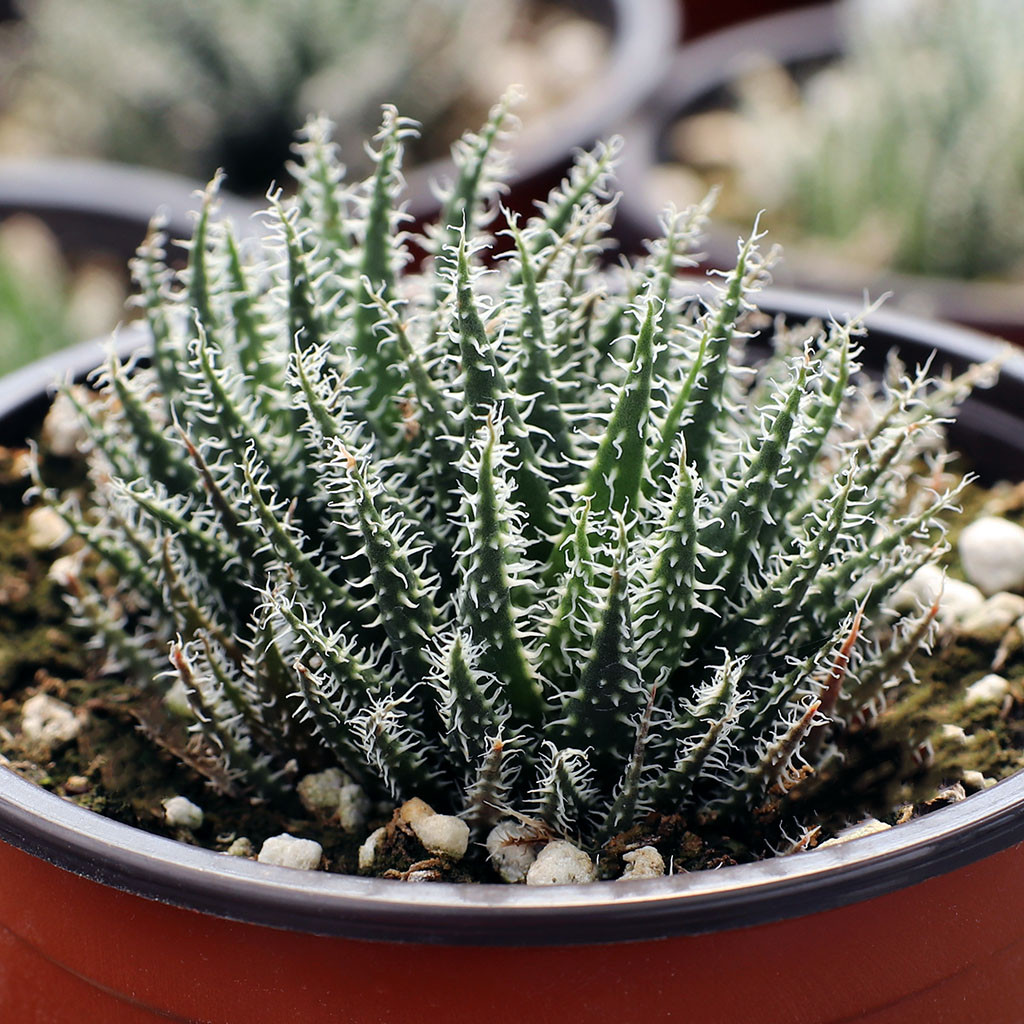 Aloe haworthioides [large] | Mountain Crest Gardens