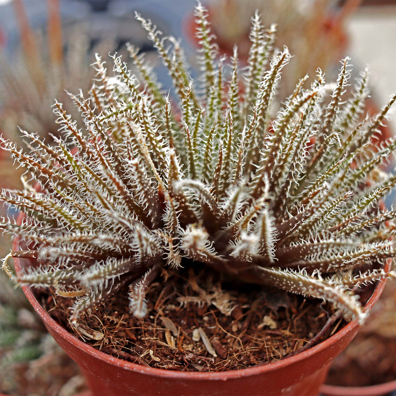 Aloe haworthioides [large]