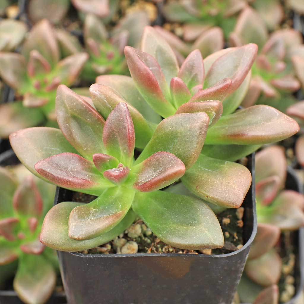 Echeveria compressicaulis [exclusive] | MCG™