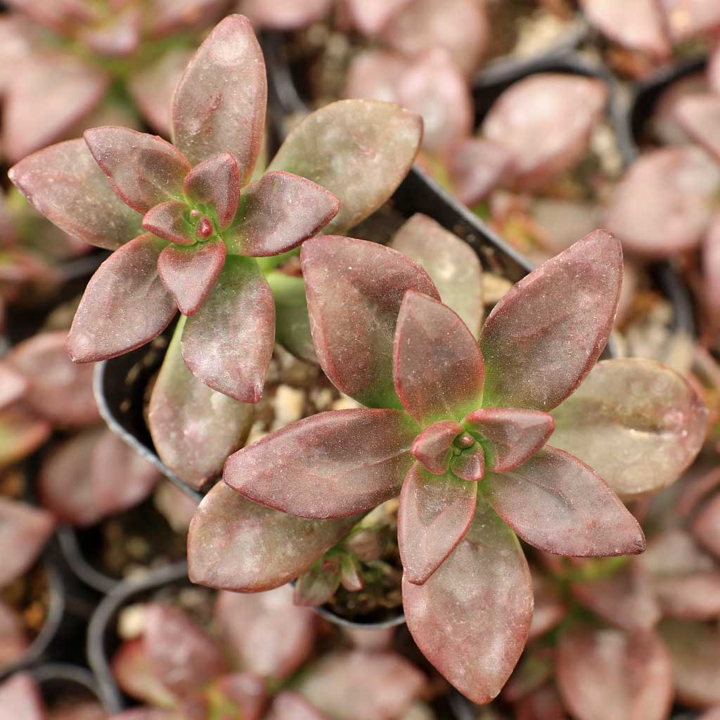 Echeveria compressicaulis [exclusive] | MCG™