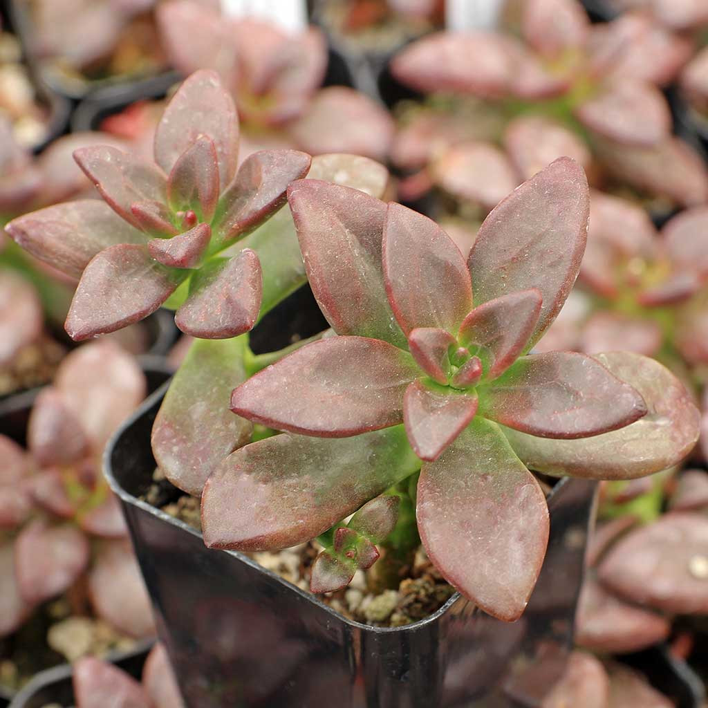 Echeveria compressicaulis [exclusive] | MCG™