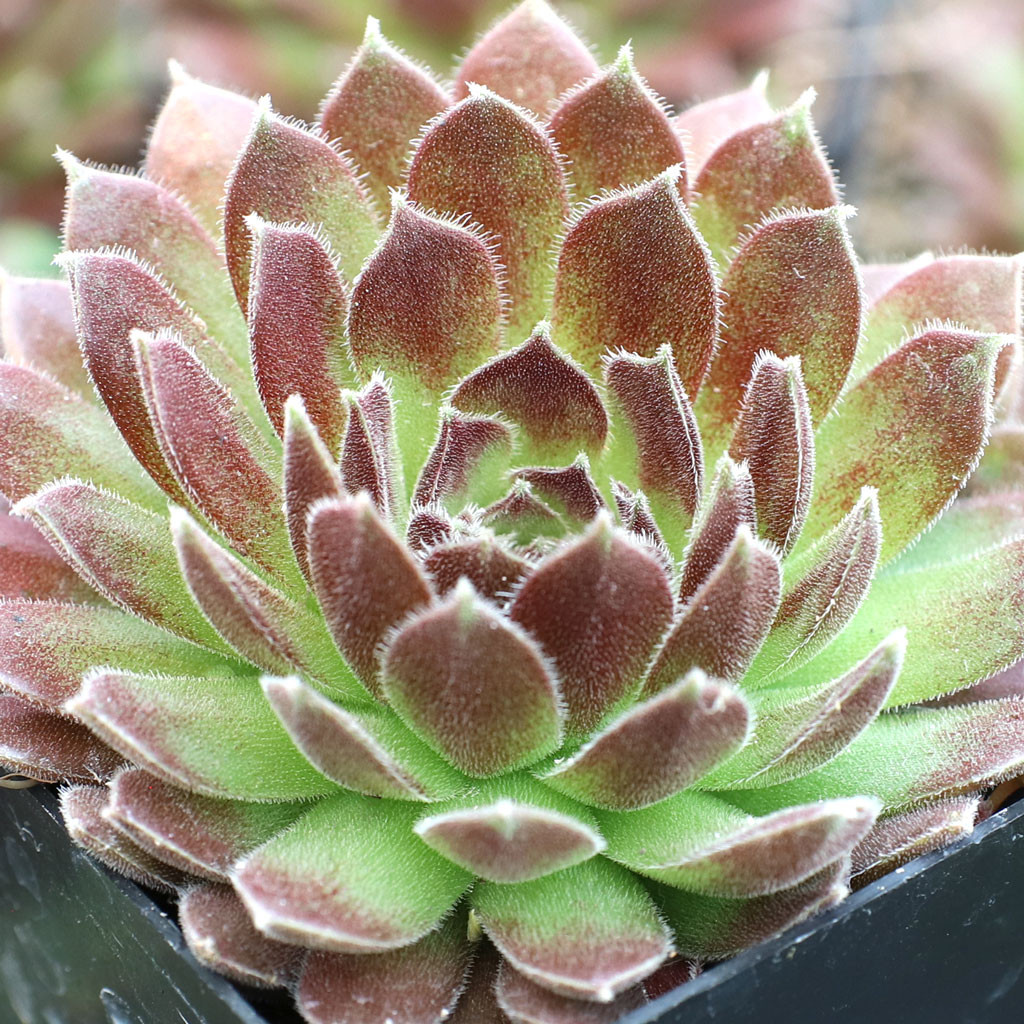Mountain Crest Gardens Sempervivum Pacific Trails - Thumbnail 5