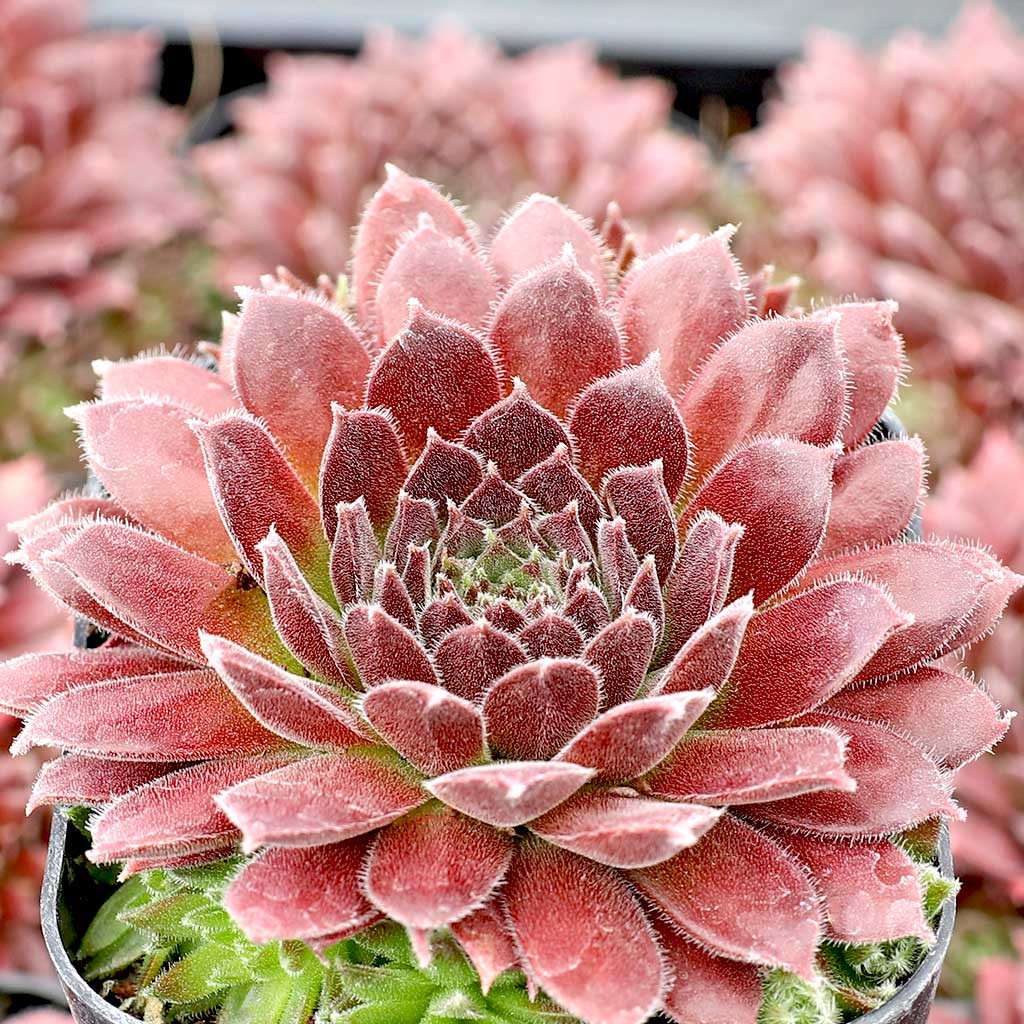 Mountain Crest Gardens Sempervivum Pacific Trails - Thumbnail 2