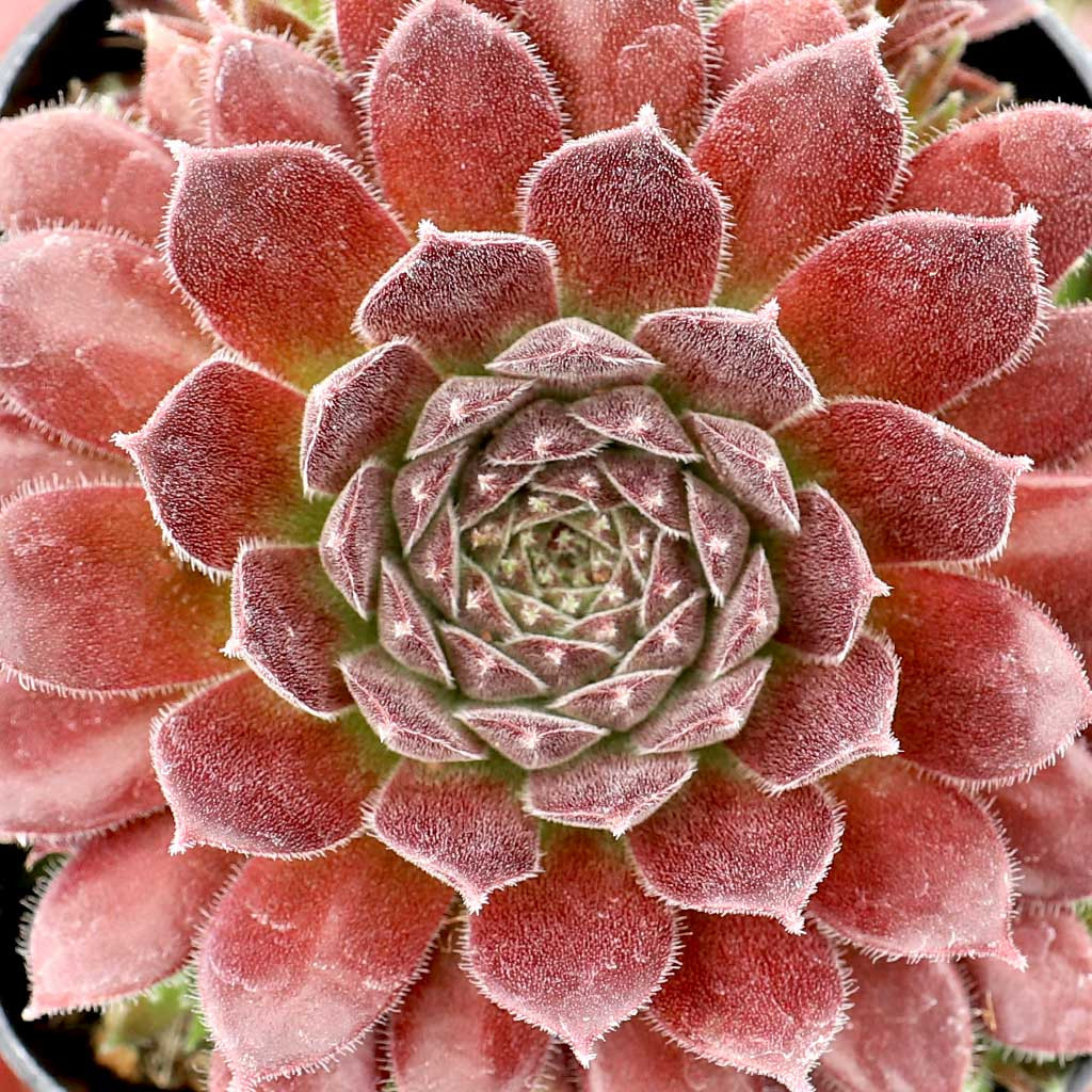 Mountain Crest Gardens Sempervivum Pacific Trails - Thumbnail 3